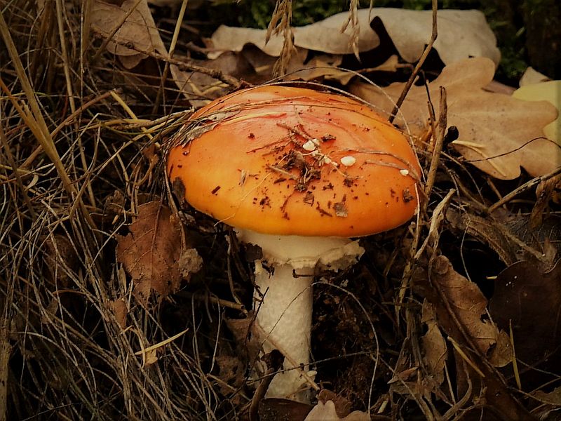 Foto 21 verkleind.jpg - Paddestoelen